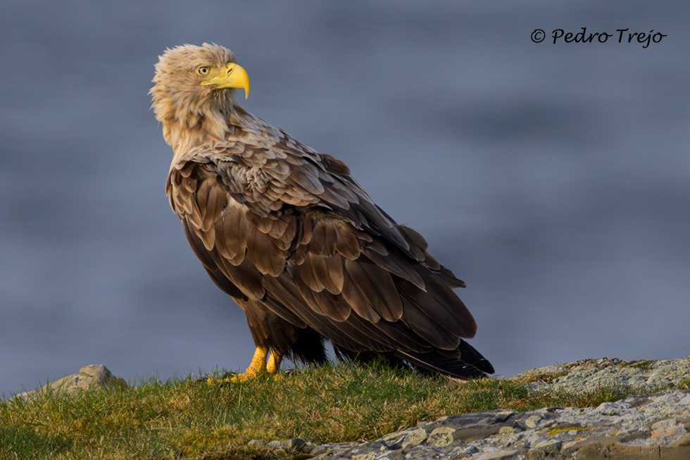 Pigargo europeo (Haliaeetus albicilla)